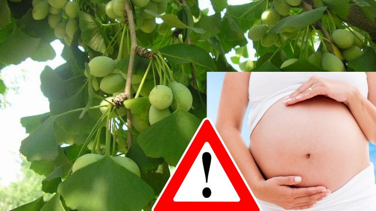 Người mang thai và cho con bú không nên dùng Ginkgo Biloba