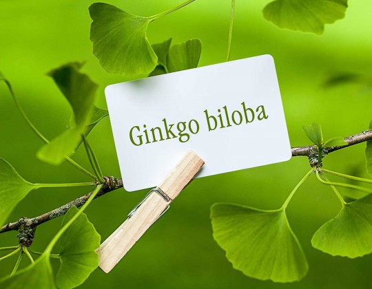 Bật mí những lợi ích tuyệt vời của Ginkgo Biloba đối với sức khỏe