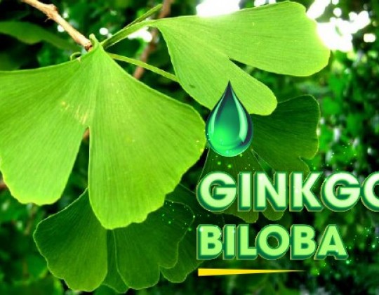 [Bật mí] Những điều bạn chưa biết về giá bán của Ginkgo Biloba