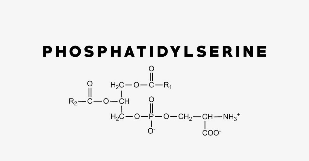 Phosphatidylserine là vitamin tăng cường trí nhớ