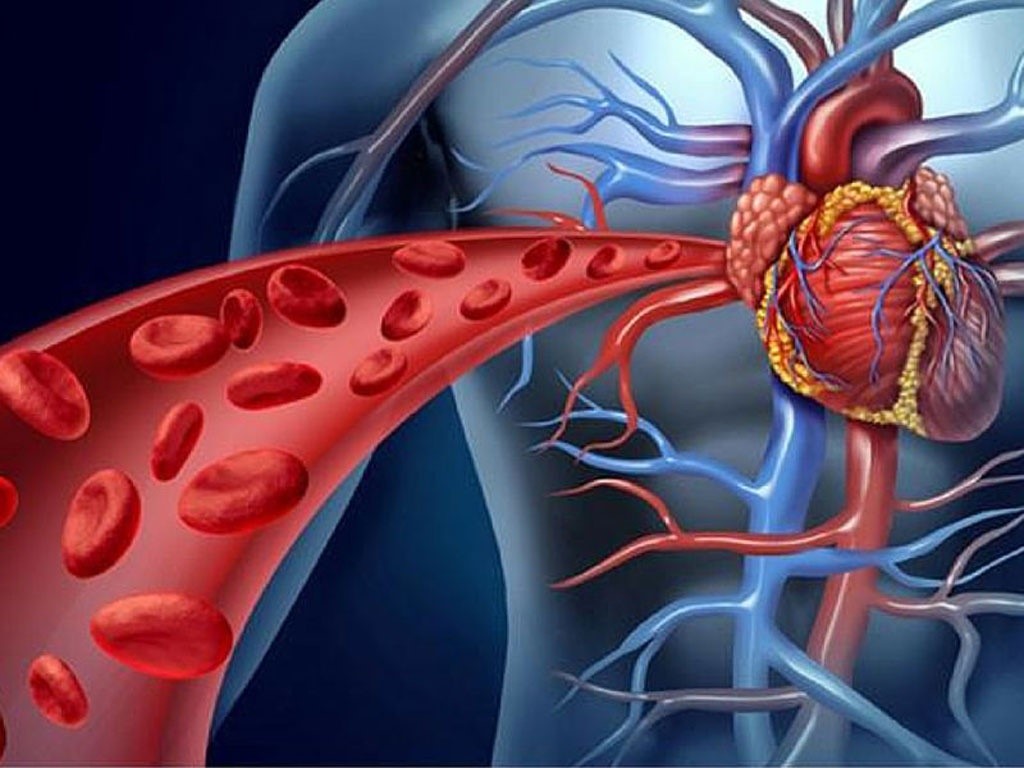 ginkgo mỹ - Cải thiện lưu thông máu, sức khỏe tim mạch, não bộ