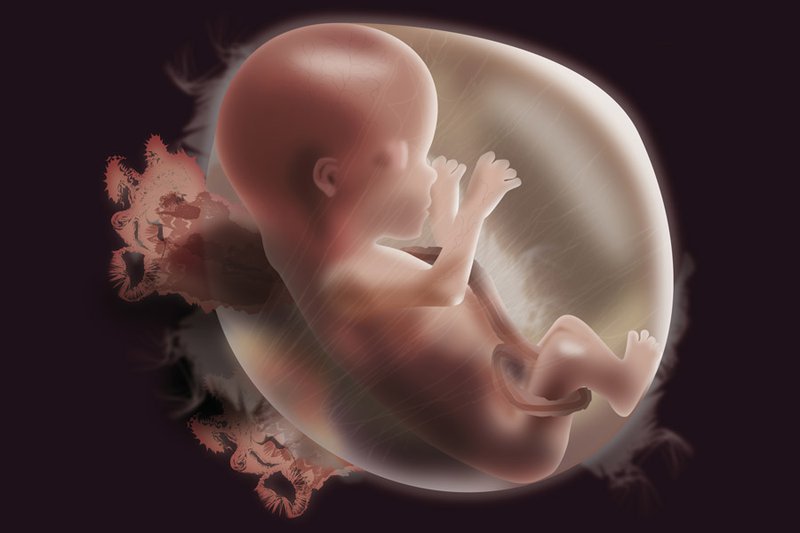 Từ 13- 26 tuần mẹ bầu phải cung cấp cho cơ thể khoảng 1200mg canxi