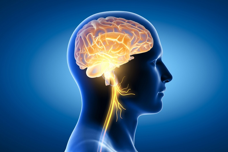 Sắt giúp tăng cường khả năng ghi nhớ của não bộ