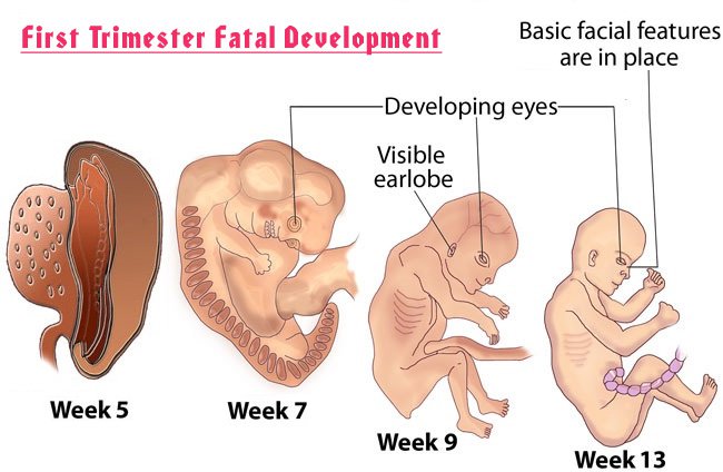 Vai trò của canxi trong 3 tháng đầu của thai kỳ